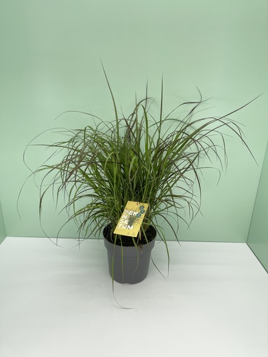 [GPEN21C] Pennisetum Chelsea altezza 55 cm