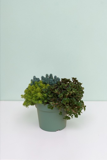 [GSED17T] Sedum Tris altezza 35 cm