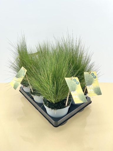 [GSTI14] Stipa tenuissima altezza 40 cm