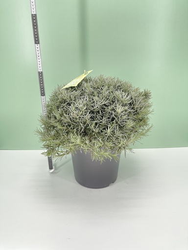 [GELIB26] Elicriso cespuglio altezza 50 cm