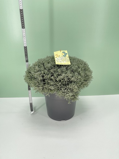 [GSAN26] Santolina cespuglio altezza 50 cm