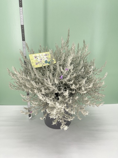 [HEREB26] Eremophila nivea cespuglio altezza 70 cm