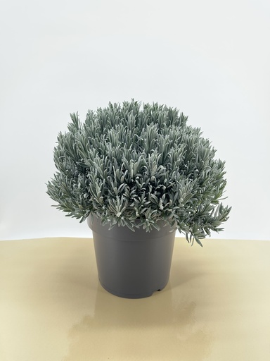 [GLAV26A] Lavanda angustifolia cespuglio altezza 50 cm