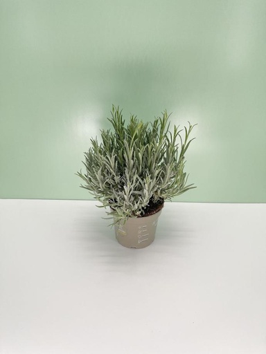 [GLAV17A] Lavanda angustifolia cespuglio altezza 40 cm