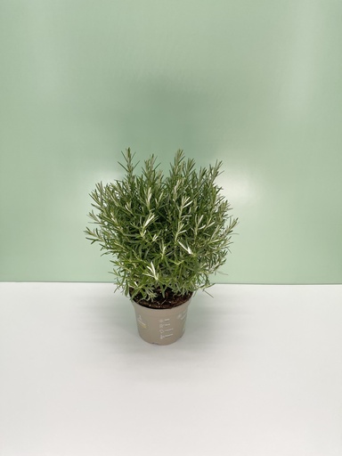 [GROS17E] Rosmarino cespuglio altezza 40 cm