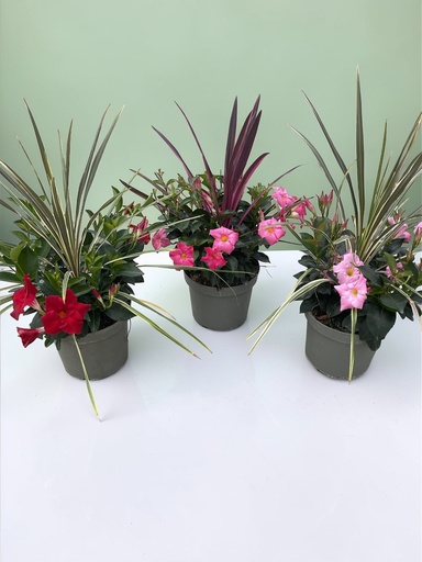 Dipladenia Garden Container