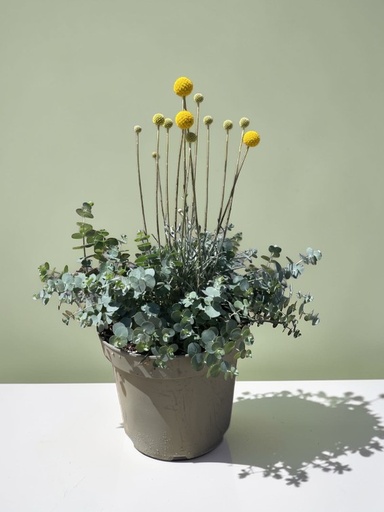 [GEUCGC] Eucalipto Garden Container