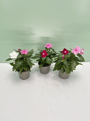 Vinca cespuglio altezza 25 cm, 3 piante