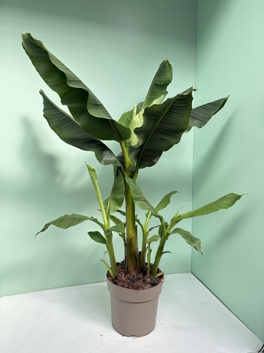 [GMUS27BS] Musa basjoo Sakhalin - Banano giapponese altezza 120 cm