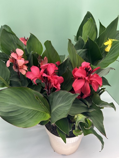 Canna 'Cannova' altezza 70 cm