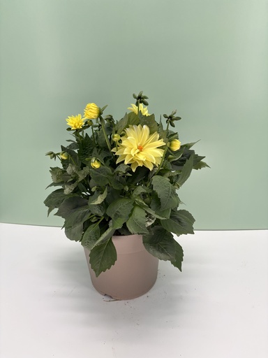 Dahlia cespuglio altezza 60 cm