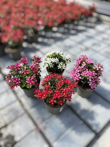 Vinca Soiree cespuglio altezza 25 cm, 3 piante
