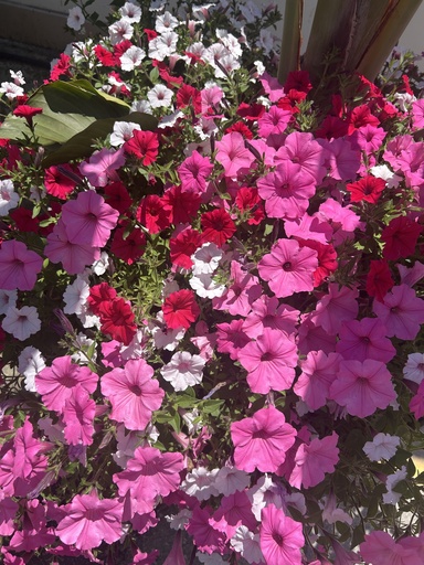 Petunia Vista cespuglio altezza 25 cm, 3 piante