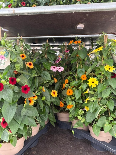 Thunbergia piramide altezza 70 cm